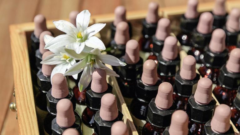 fiori di bach acquisto online