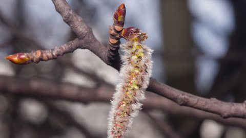 aspen fiori di Bach