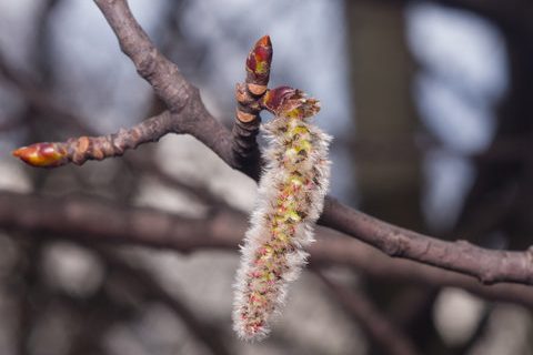 aspen fiori di Bach