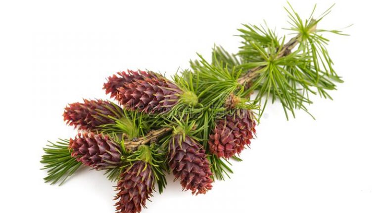 Larch fiori di Bach