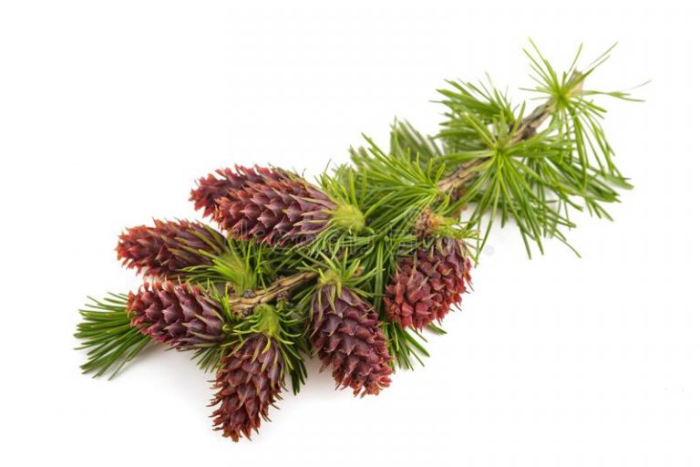 Larch fiori di Bach
