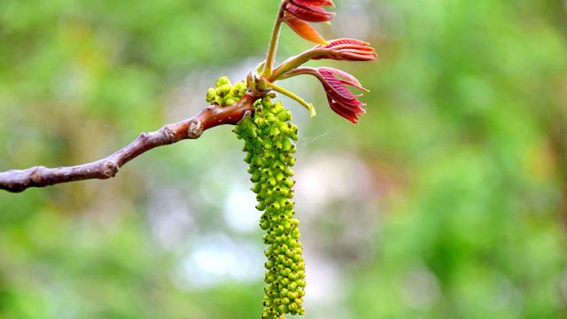 walnut fiori di Bach