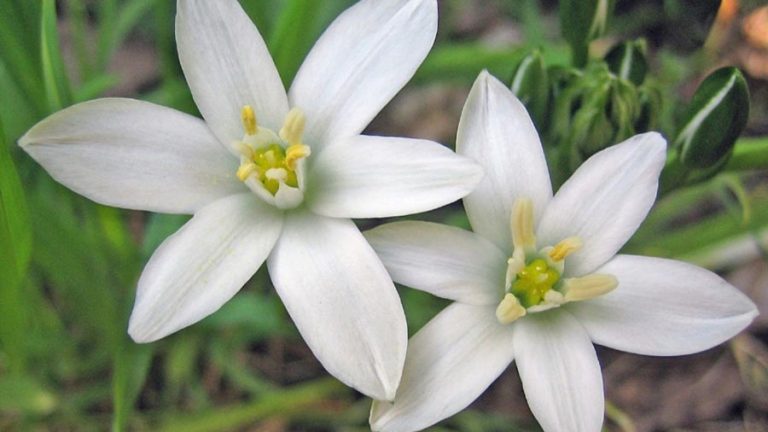 fiori di Bach Star of Bethlehem