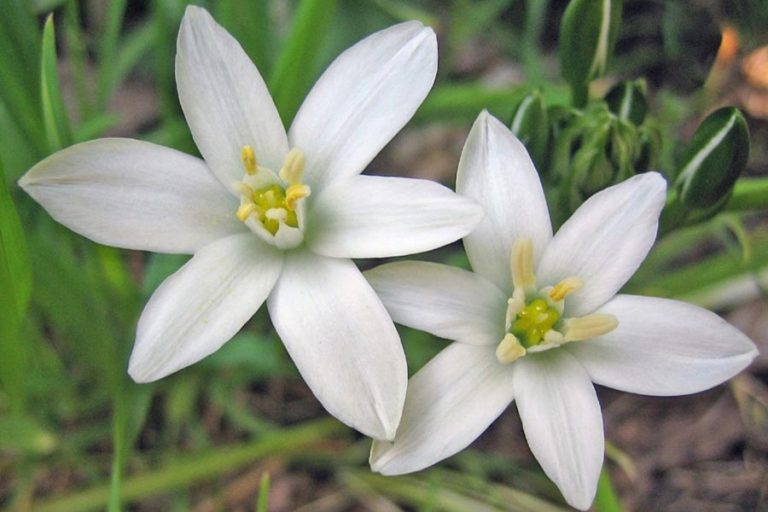 fiori di Bach Star of Bethlehem