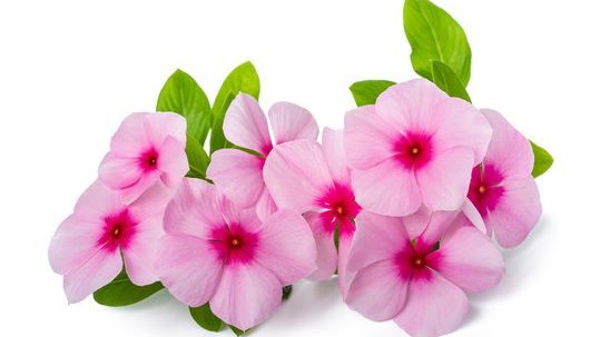 Impatiens fiori di Bach