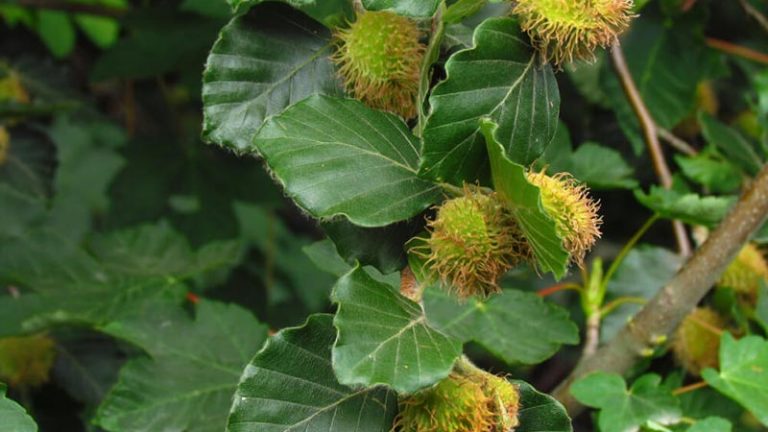Beech fiori di Bach