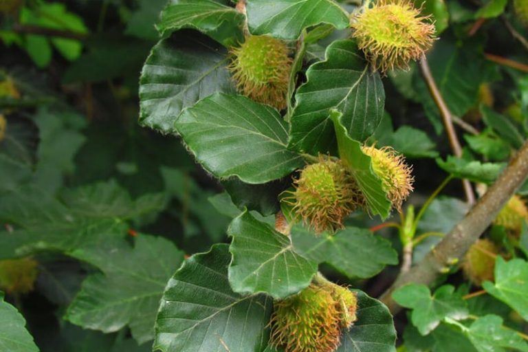 Beech fiori di Bach