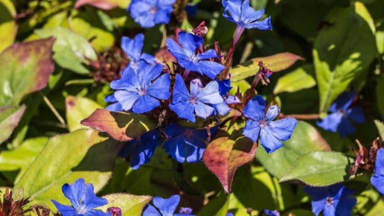 Cerato fiori di Bach