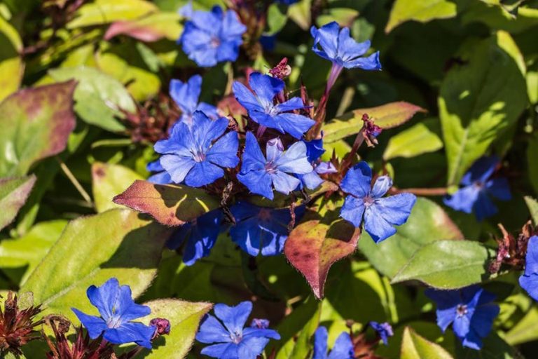 Cerato fiori di Bach