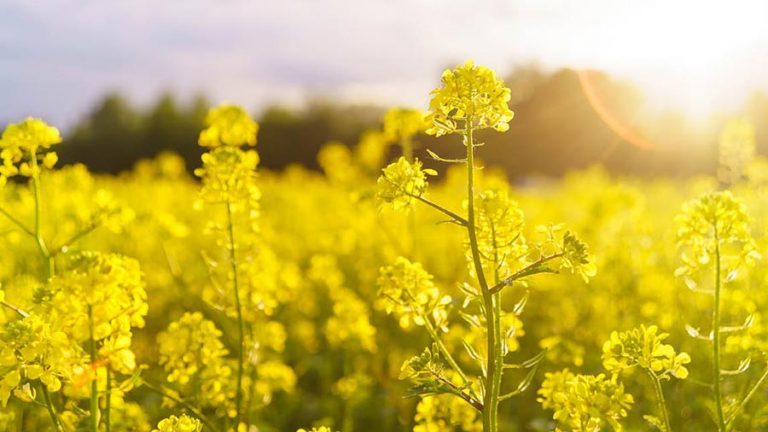 Mustard fiori di Bach