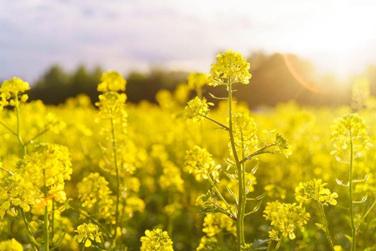 Mustard fiori di Bach
