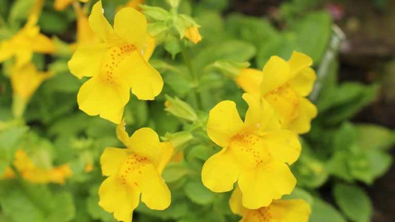 Mimulus fiori di Bach