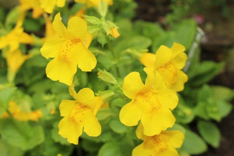 Mimulus fiori di Bach
