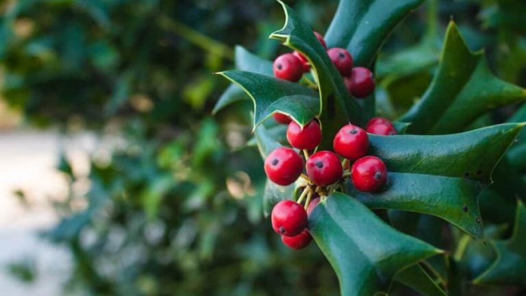 Holly fiori di Bach