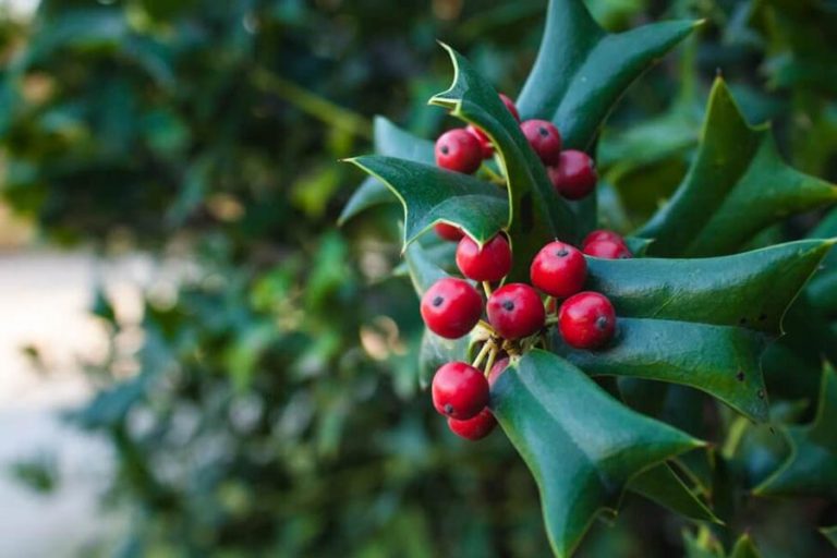 Holly fiori di Bach