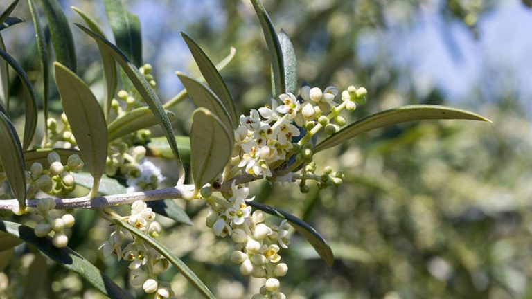 Olive fiori di Bach