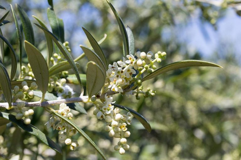 Olive fiori di Bach