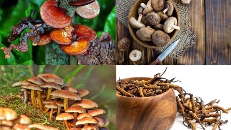 funghi medicinali