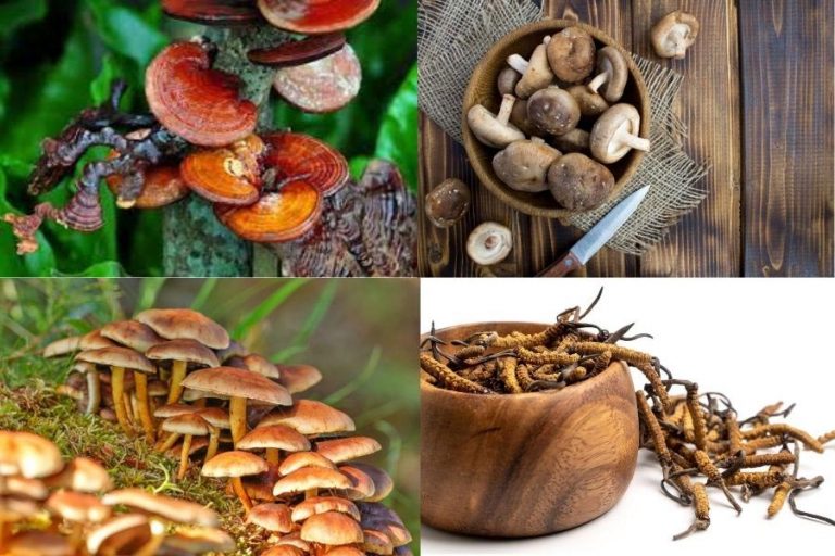 funghi medicinali