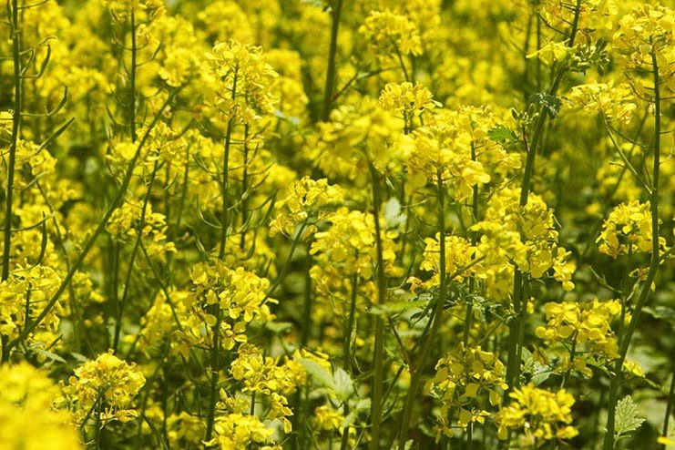 Mustard