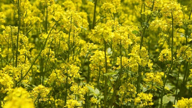 Mustard