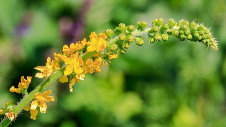Agrimony fiori di Bach