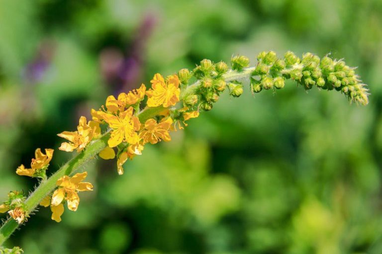 Agrimony fiori di Bach