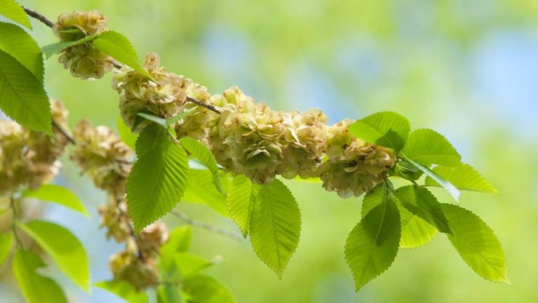 Elm fiori di Bach