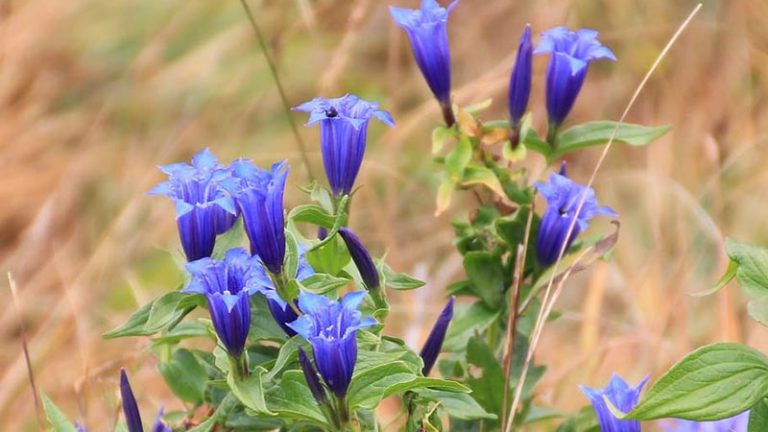 Gentian fiori di Bach