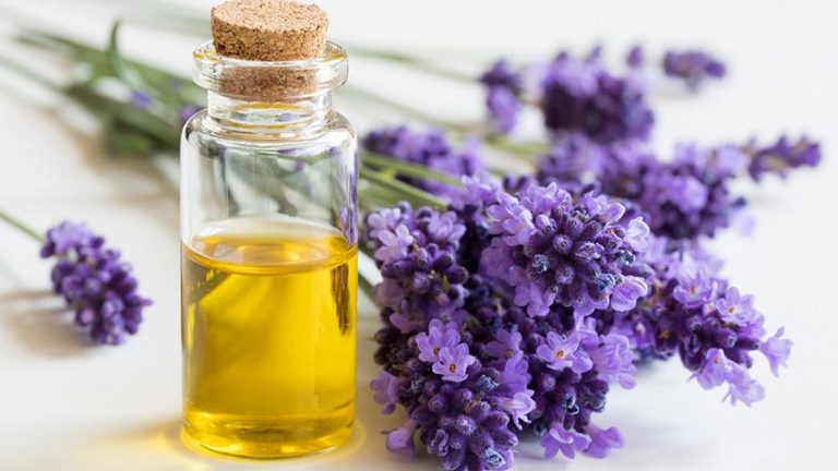 Lavanda